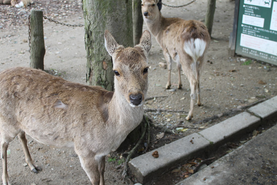 todaiji2
